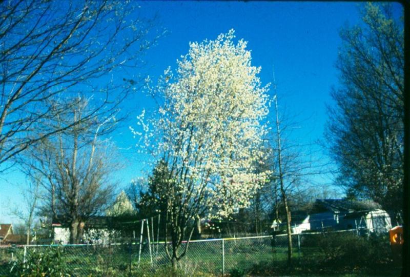 Serviceberry tree